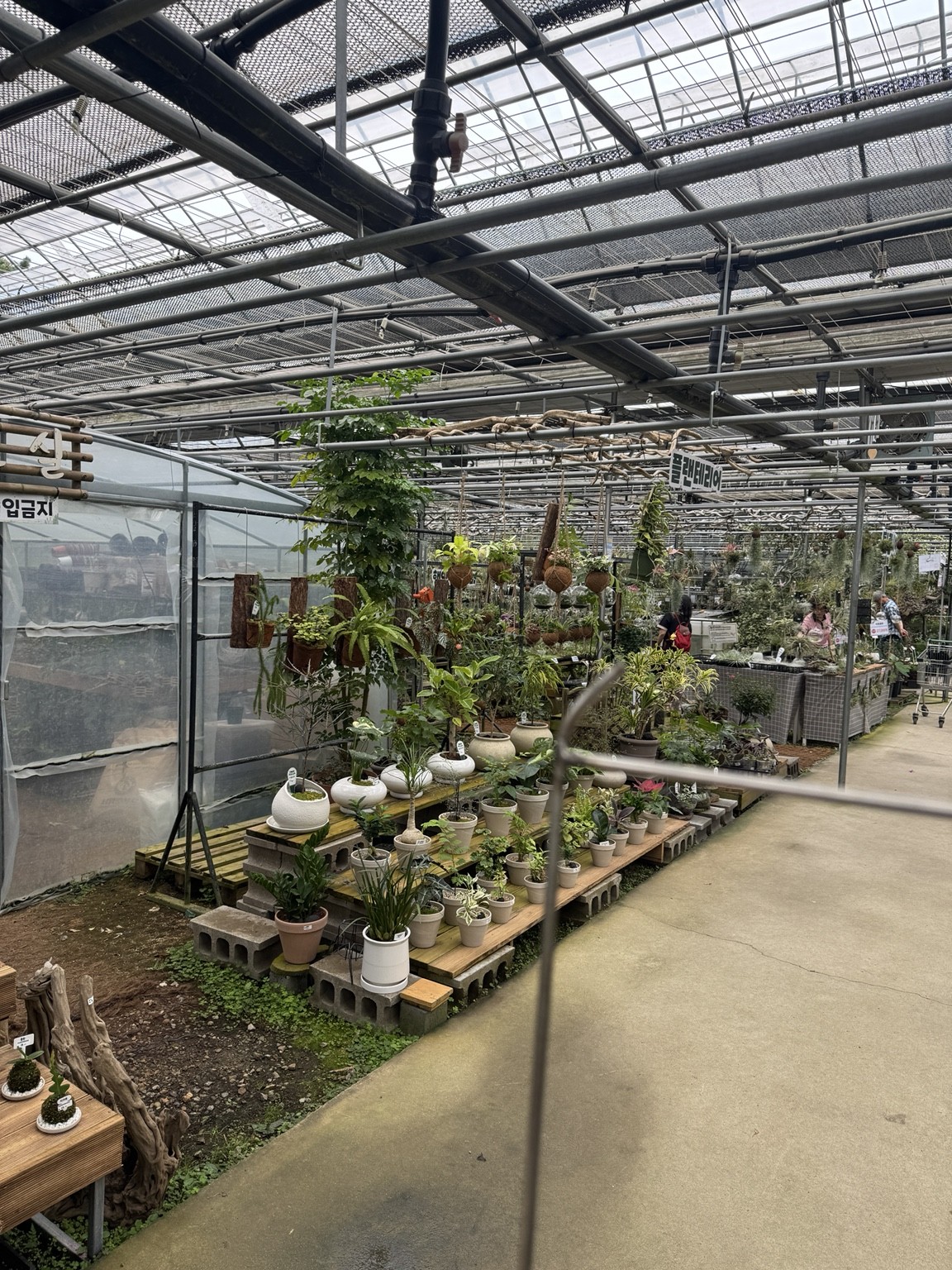 Planterior display