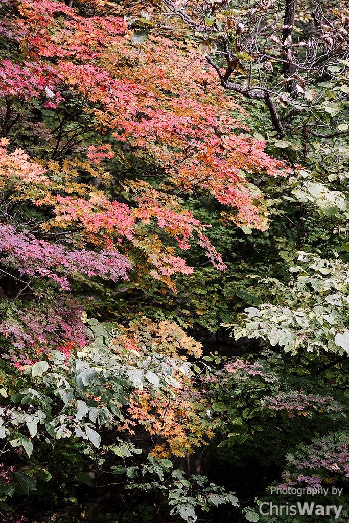 명성산 단풍